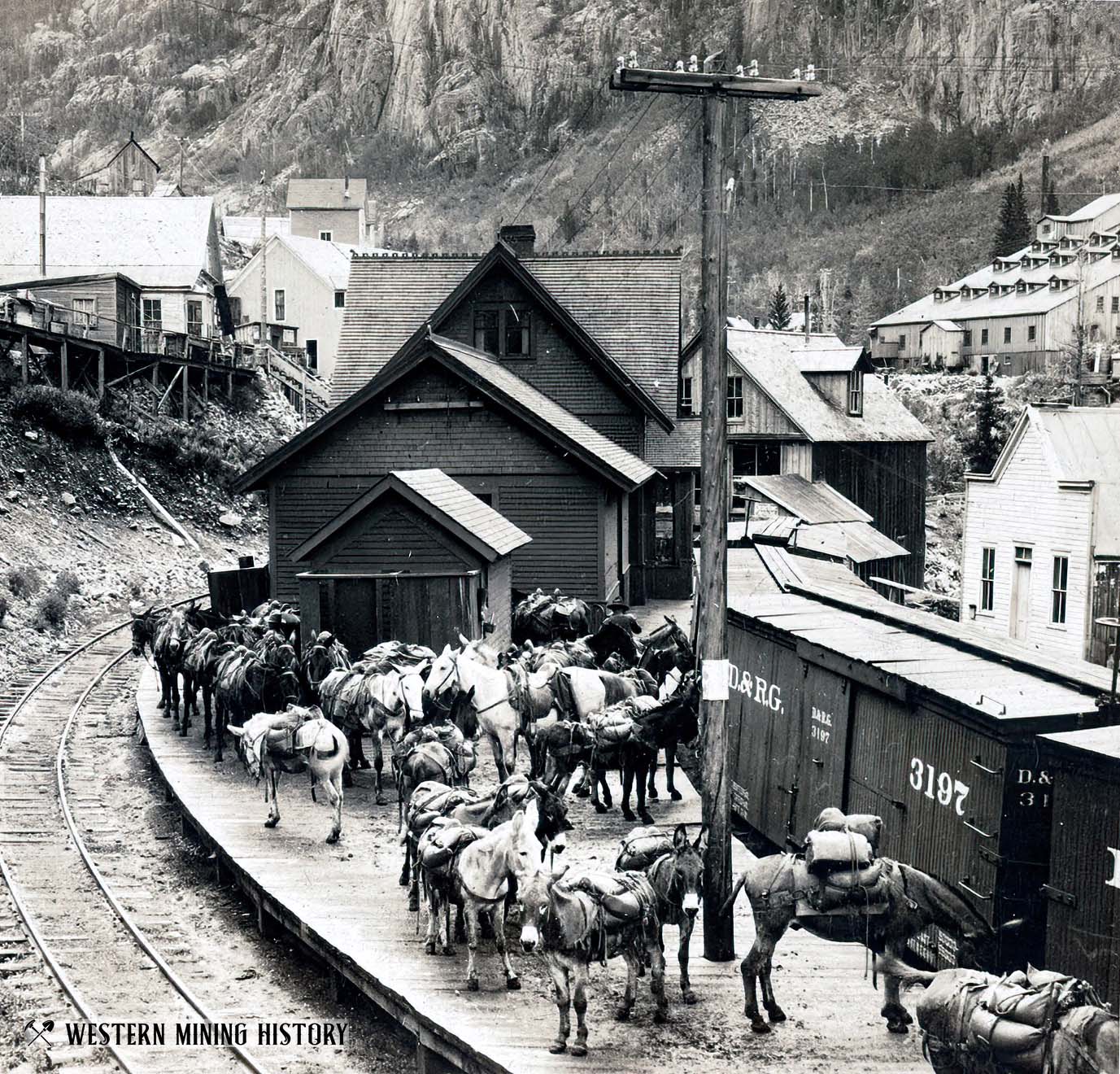Transferring ore concentrates from mule team to railroad in Ophir, Colorado 1906