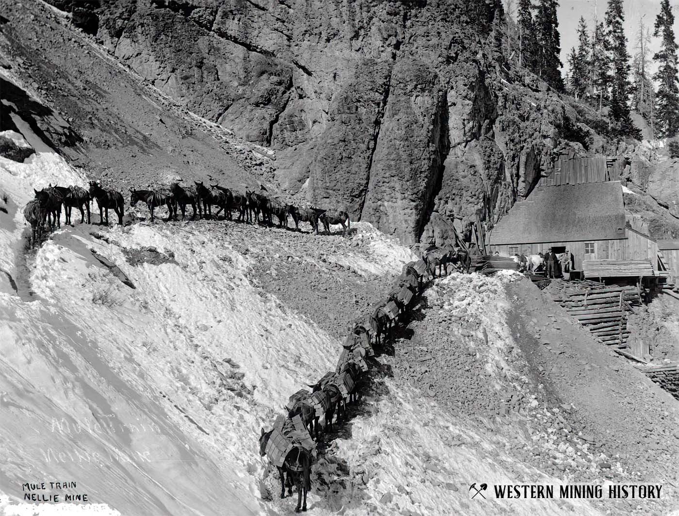 Mule train at the Nellie mine near Telluride, Colorado ca. 1890.