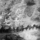 Pack train on a precarious trail outside of Telluride. ca1885